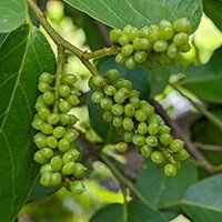 Amla Extract
